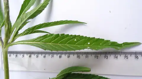 Foto dokumenter Stachytarpheta indica