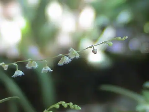 Foto dokumenter Stelis morganii