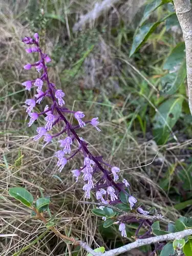 Foto dokumenter Stenoglottis longifolia