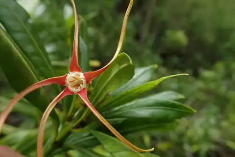 Foto dokumenter Strophanthus speciosus