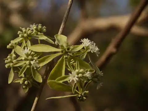 Foto dokumenter Symphorema involucratum