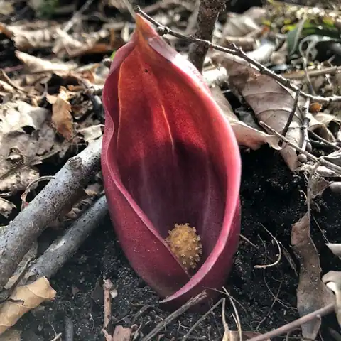 Foto dokumenter Symplocarpus renifolius