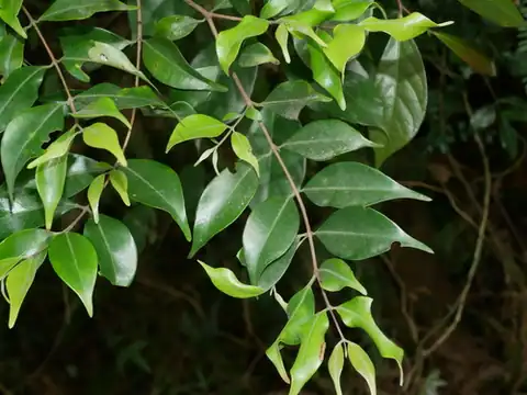 Foto dokumenter Syzygium acuminatissimum