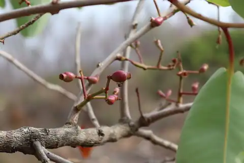 Foto dokumenter Syzygium alternifolium