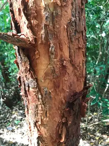 Foto dokumenter Syzygium antisepticum