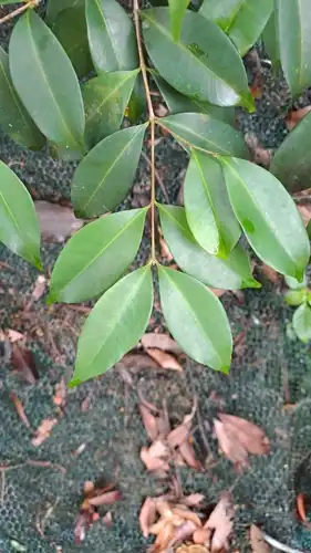 Foto dokumenter Syzygium levinei