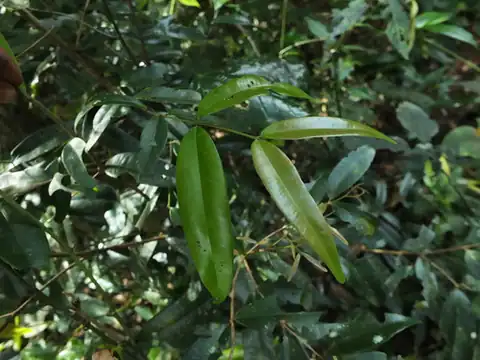 Foto dokumenter Syzygium rubicundum