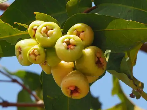 Foto dokumenter Syzygium samarangense