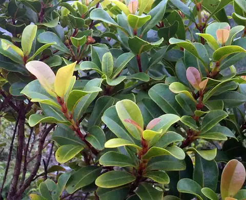 Foto dokumenter Syzygium sandwicense