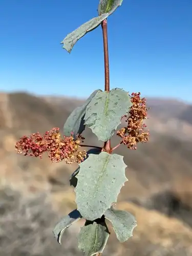 Foto dokumenter Tetracoccus ilicifolius