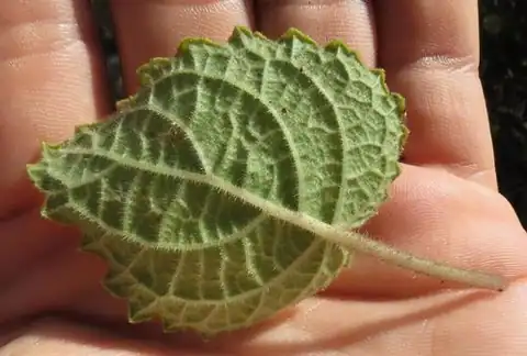 Foto dokumenter Tetradenia riparia