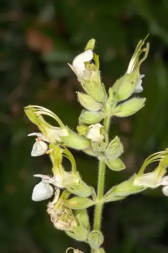 Foto dokumenter Teucrium flavum