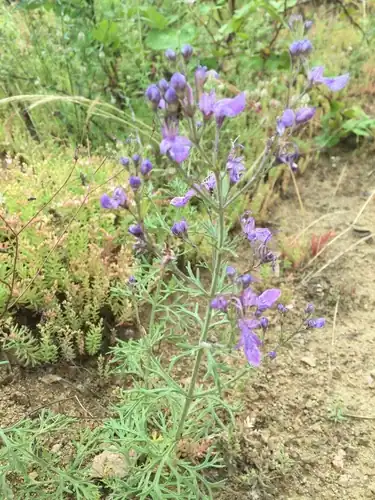 Foto dokumenter Teucrium orientale