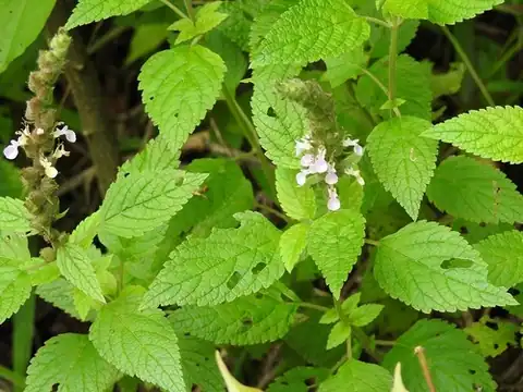 Foto dokumenter Teucrium vesicarium