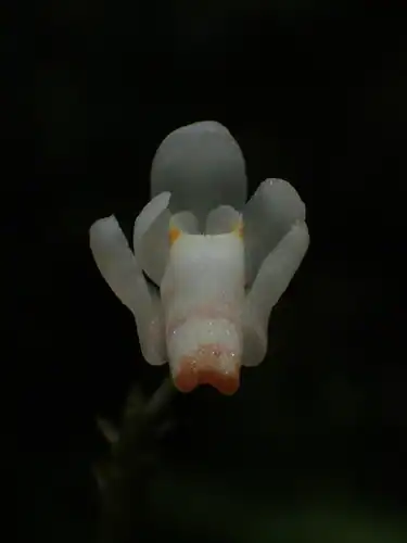 Foto dokumenter Thrixspermum formosanum