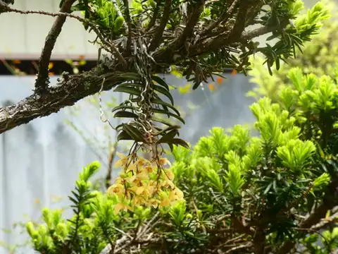 Foto dokumenter Thrixspermum japonicum