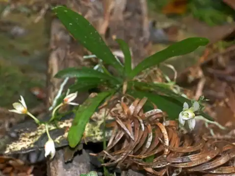 Foto dokumenter Thrixspermum saruwatarii