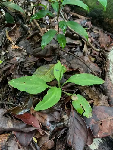 Foto dokumenter Beloglottis costaricensis