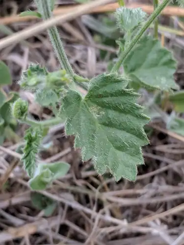 Foto dokumenter Tragia amblyodonta