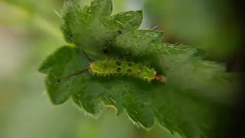 Foto dokumenter Tragia nepetifolia