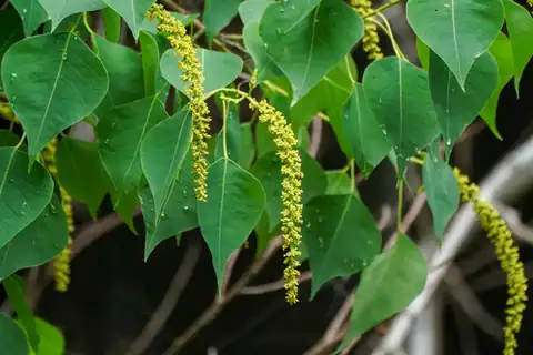 Foto dokumenter Triadica sebifera