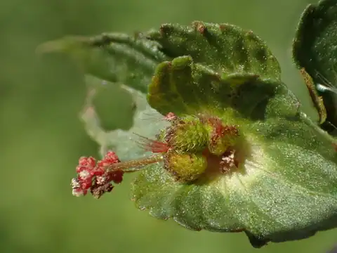Foto dokumenter Acalypha australis
