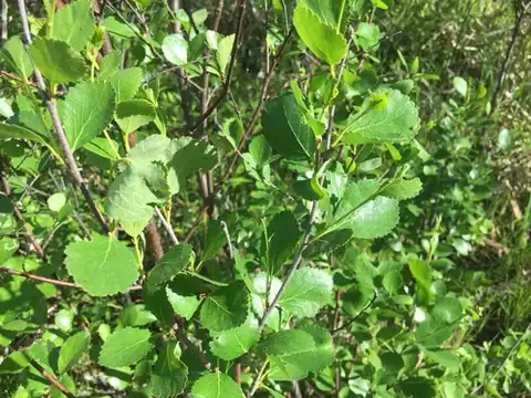 Foto dokumenter Betula pumila