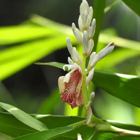 Foto dokumenter Alpinia calcarata