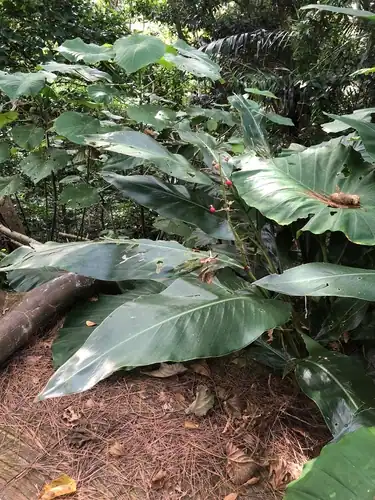 Foto dokumenter Alpinia formosana