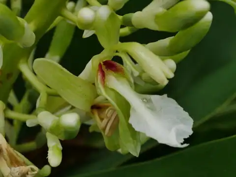 Foto dokumenter Alpinia galanga