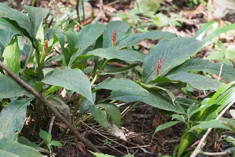 Foto dokumenter Alpinia japonica