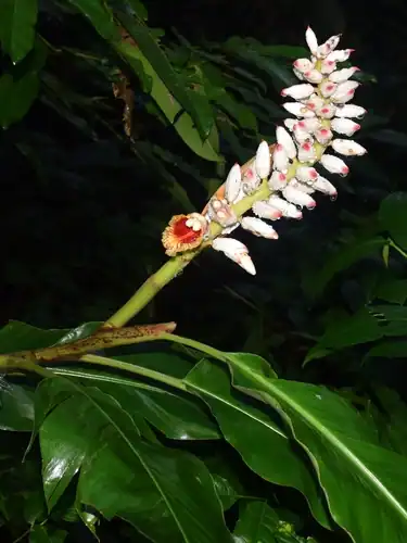 Foto dokumenter Alpinia malaccensis