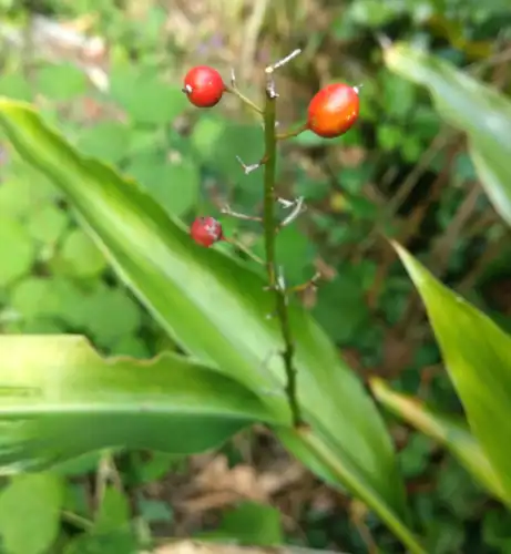 Foto dokumenter Alpinia oblongifolia