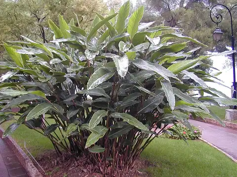 Foto dokumenter Alpinia zerumbet