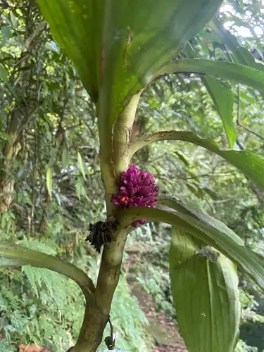 Foto dokumenter Amischotolype hispida