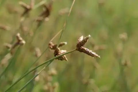 Foto dokumenter Amphiscirpus nevadensis