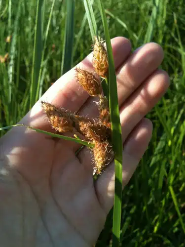 Foto dokumenter Bolboschoenus robustus
