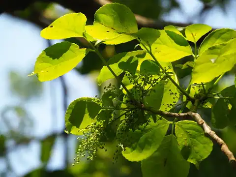 Foto dokumenter Bischofia javanica