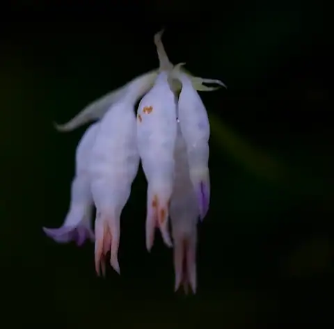 Foto dokumenter Burmannia longifolia