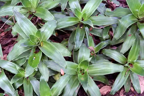 Foto dokumenter Callisia fragrans