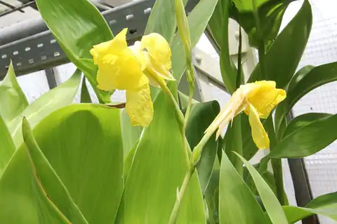 Foto dokumenter Canna flaccida