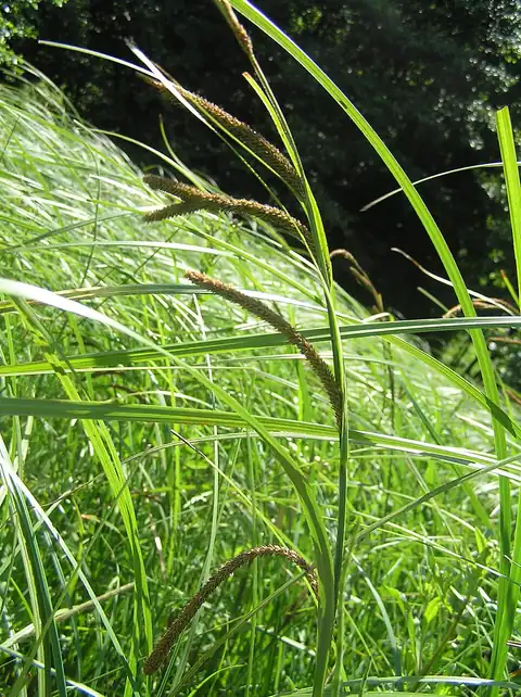 Foto dokumenter Carex acuta