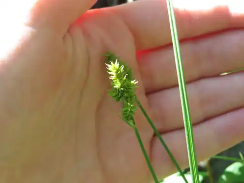 Foto dokumenter Carex arcta
