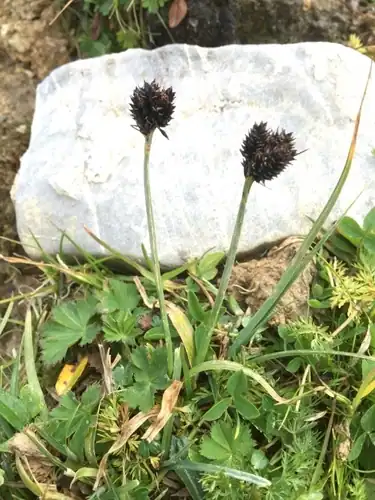 Foto dokumenter Carex atrata