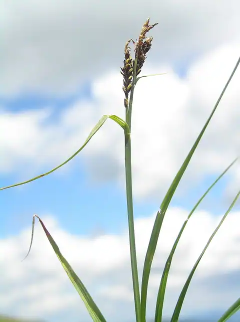 Foto dokumenter Carex bigelowii