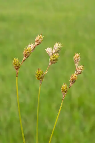 Foto dokumenter Carex brevior
