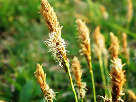 Foto dokumenter Carex caryophyllea