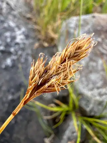Foto dokumenter Carex davyi