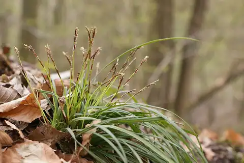 Foto dokumenter Carex digitata