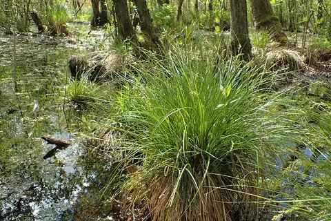 Foto dokumenter Carex elongata
